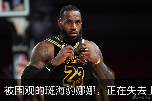被围观的斑海豹娜娜，正在失去上岸的自由？